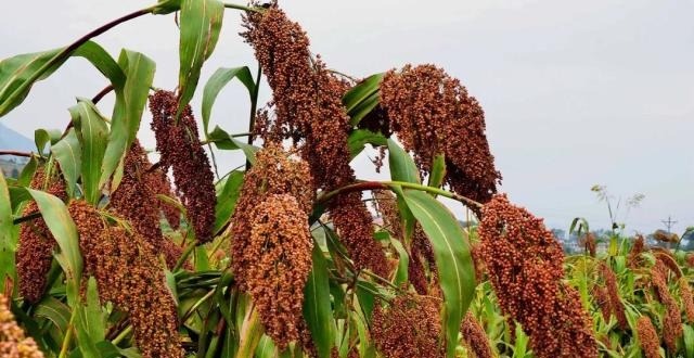 1709440676465530.jpeg down (2).jpeg